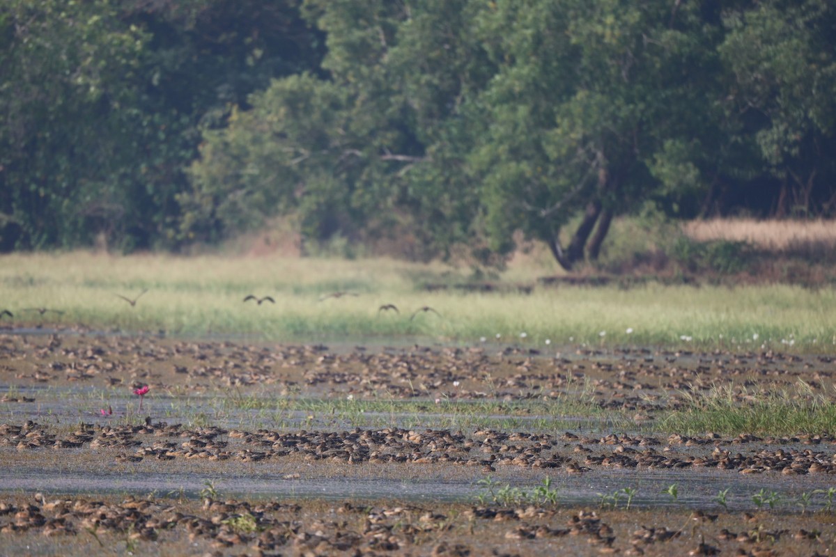 Javapfeifgans - ML646625770