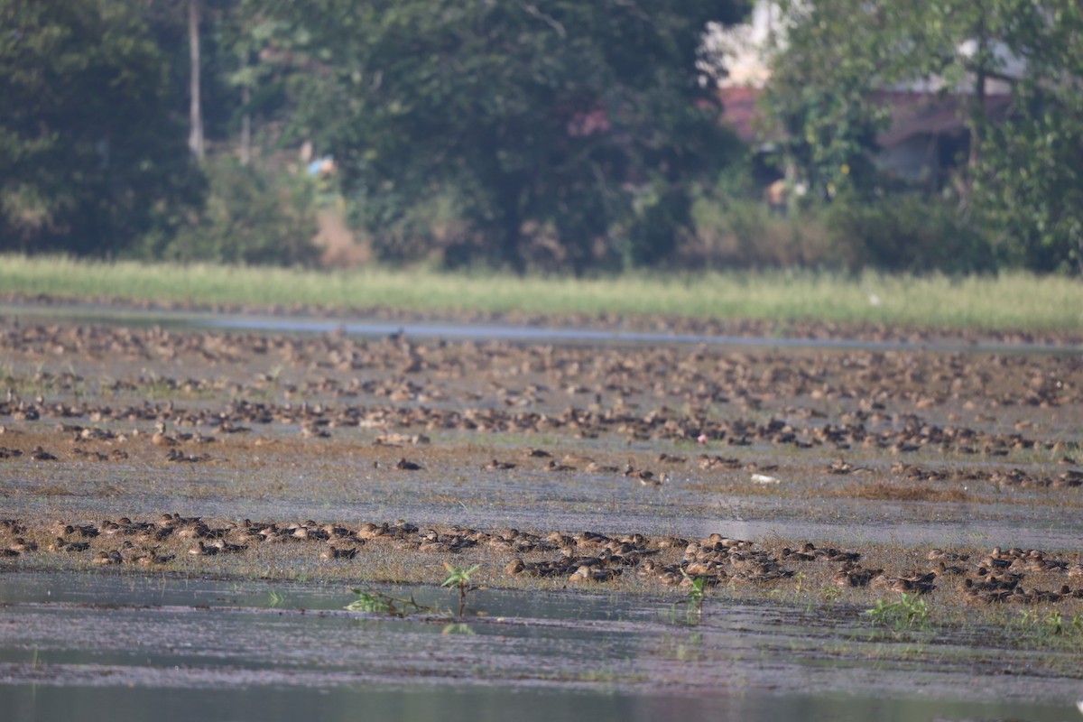 Javapfeifgans - ML646625771