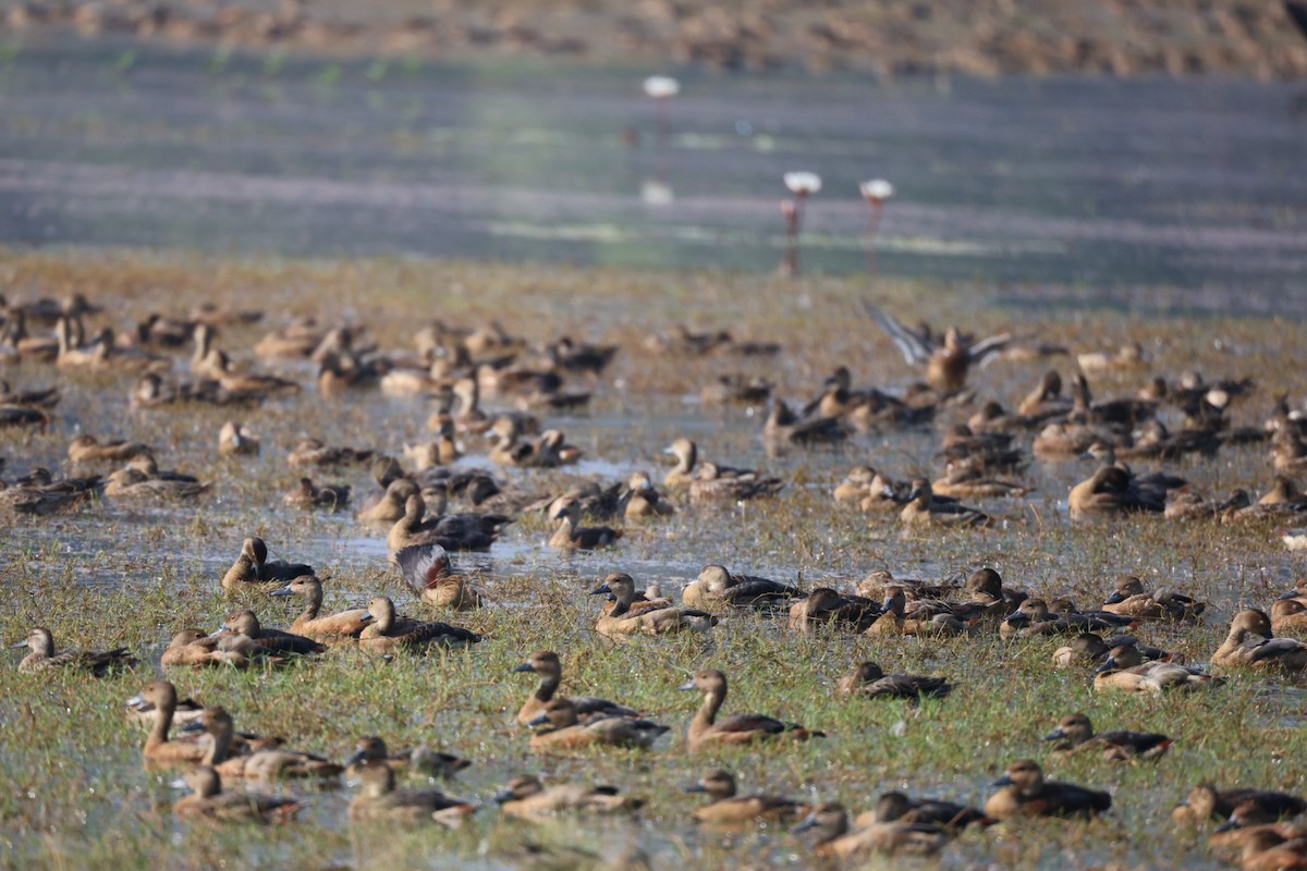 Javapfeifgans - ML646625772