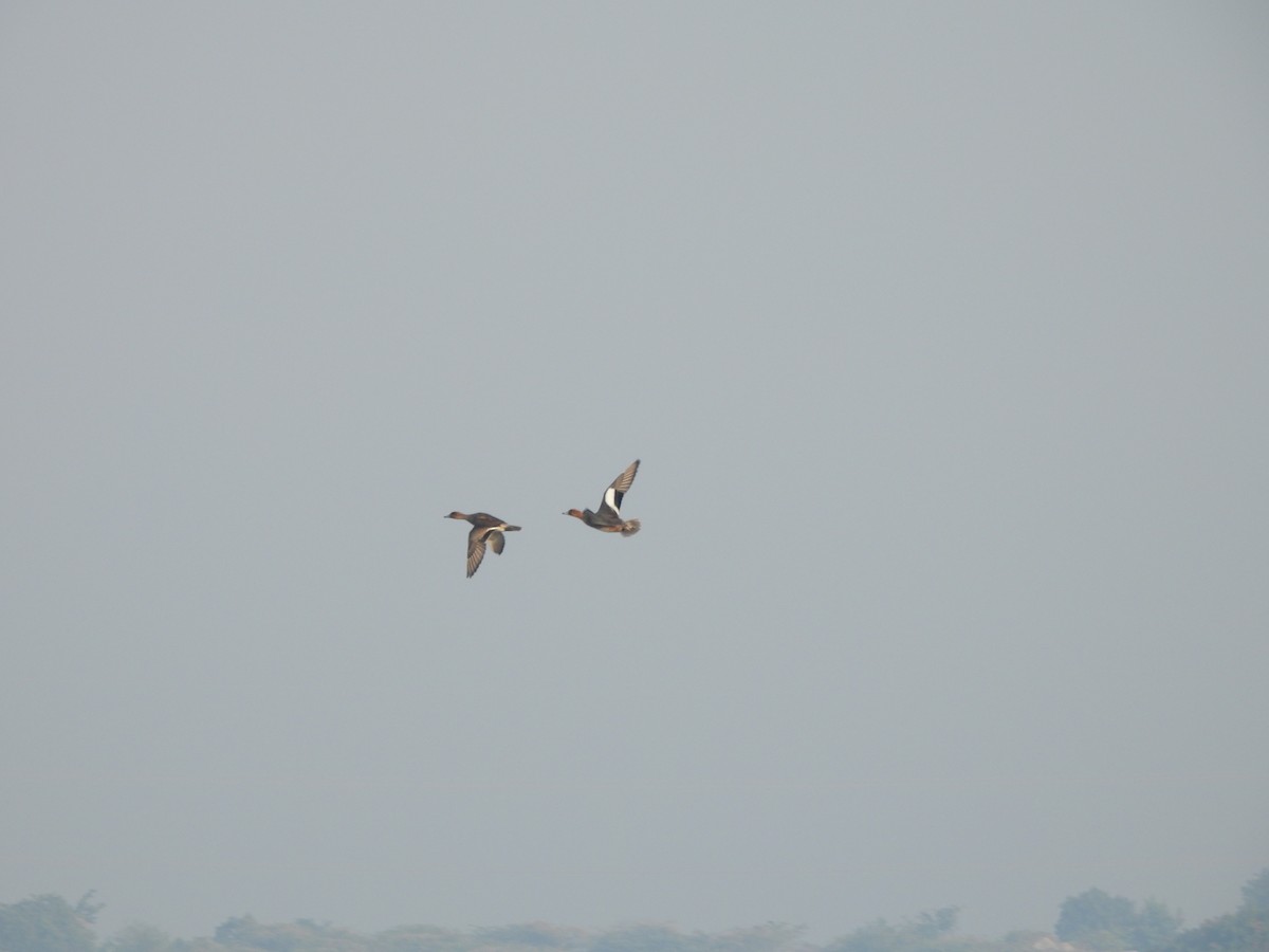 Silbón Europeo - ML646625773