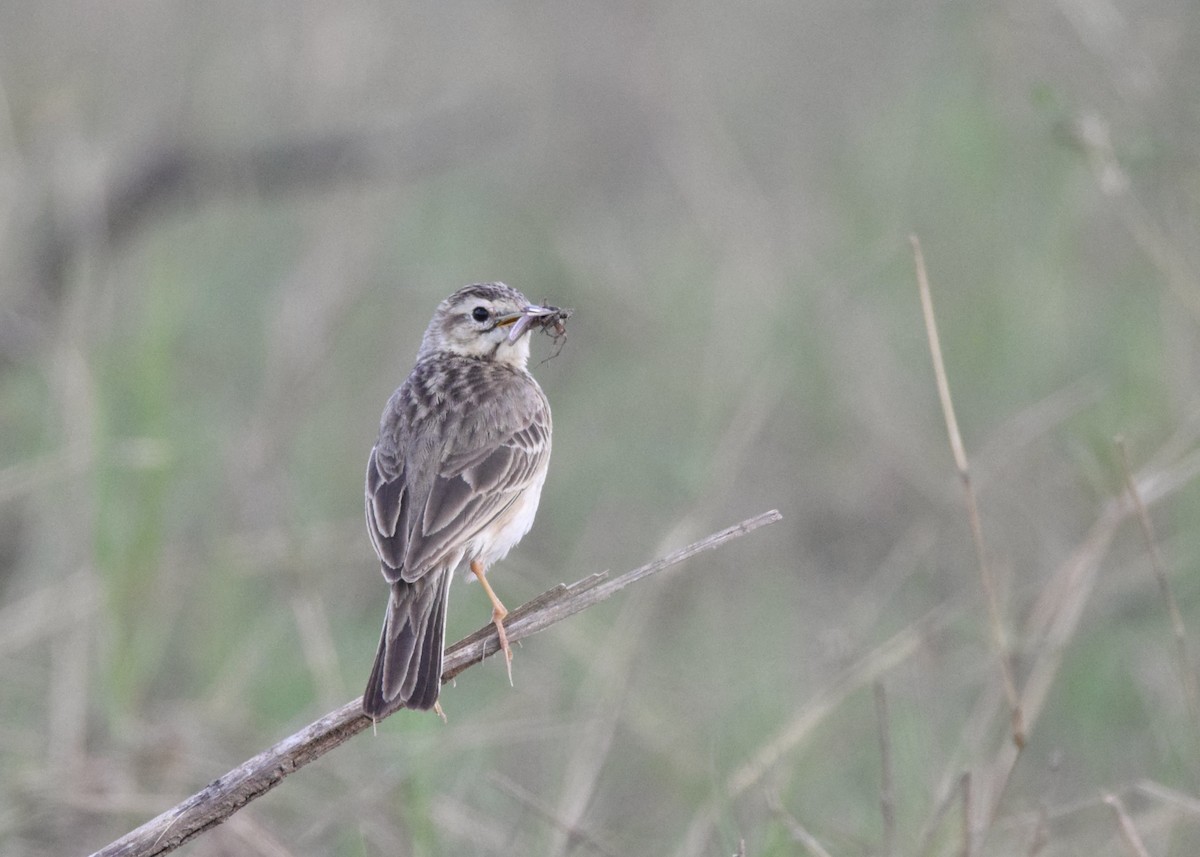 African Pipit - ML646625774