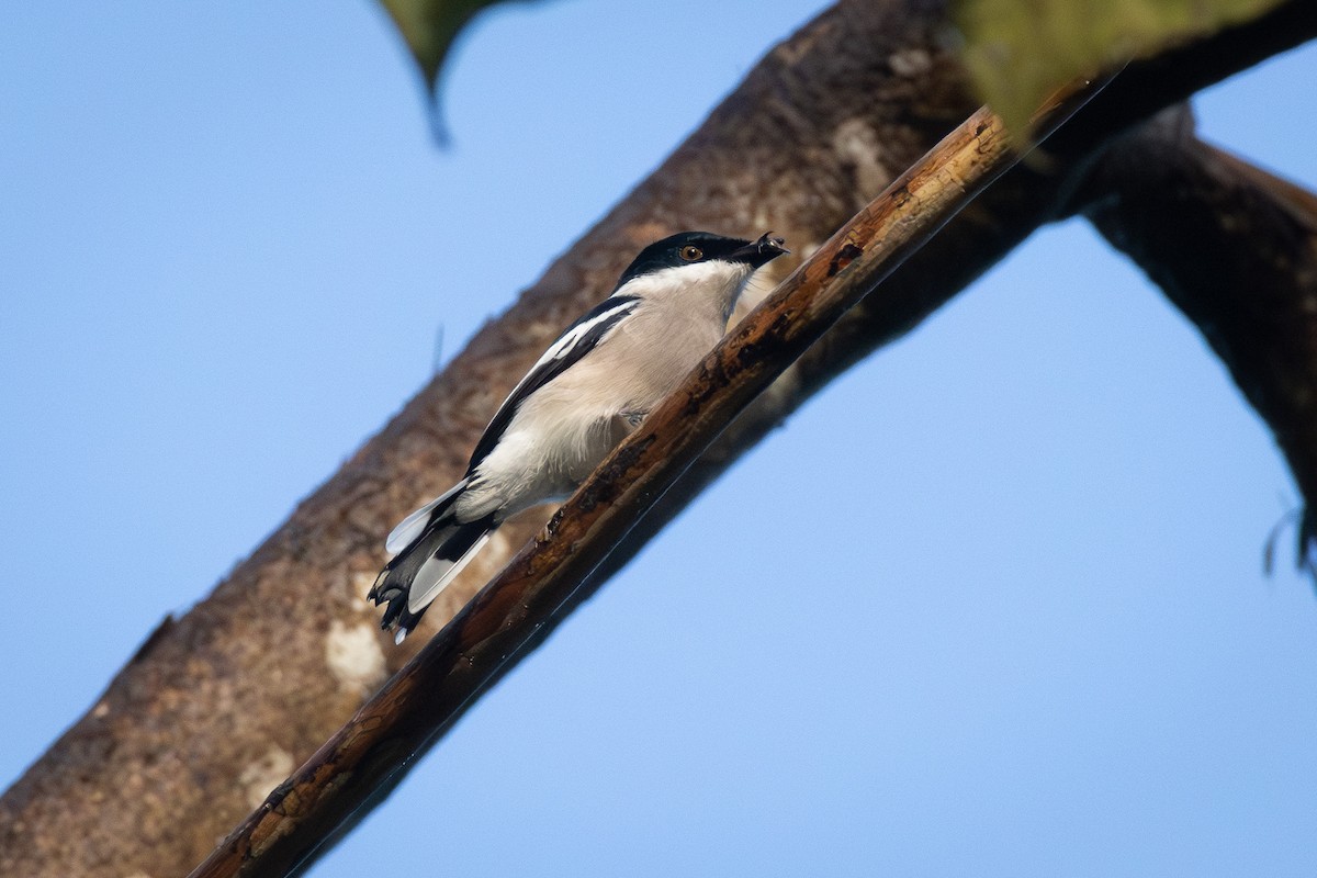 Elsterschnäppervanga - ML646625784