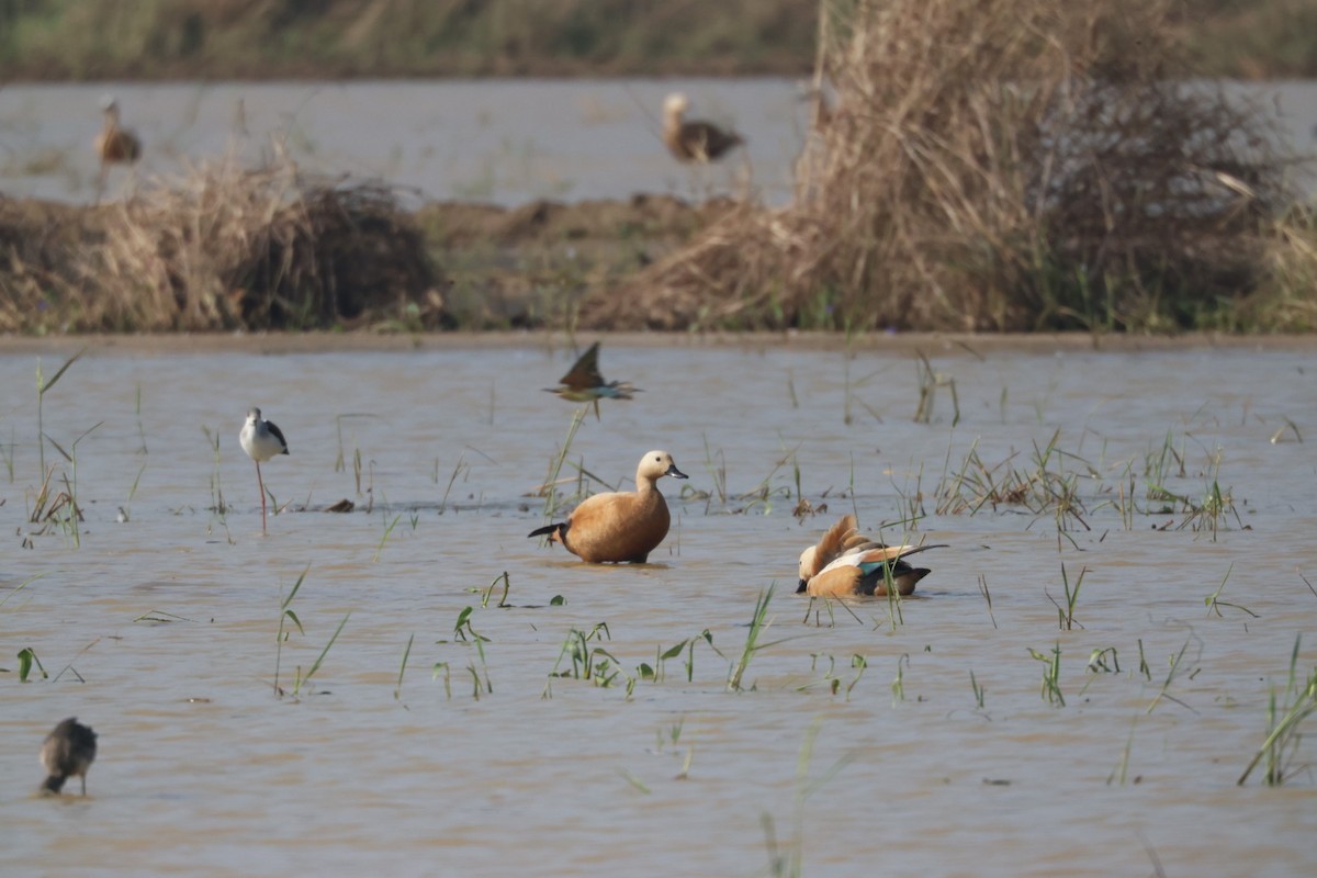 Rostgans - ML646625785