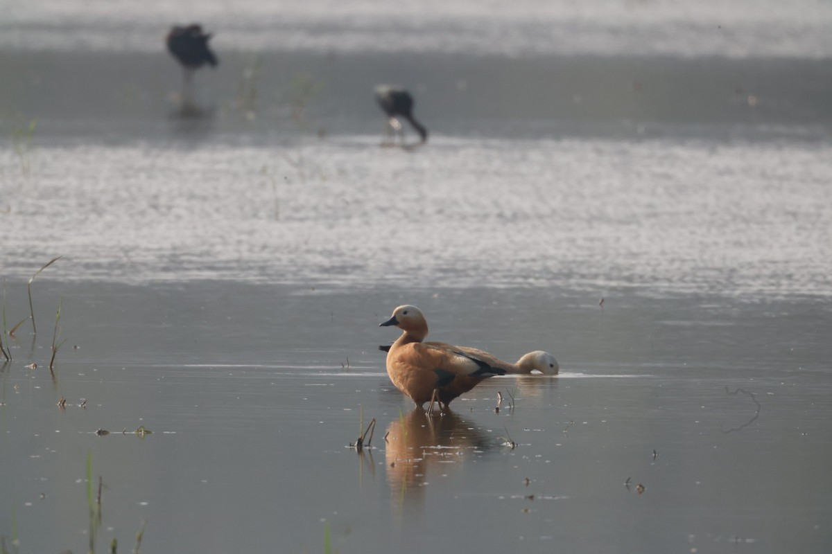 Rostgans - ML646625786