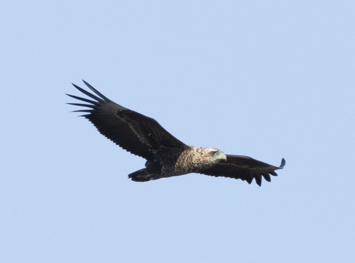 ダルマワシ - ML646625788