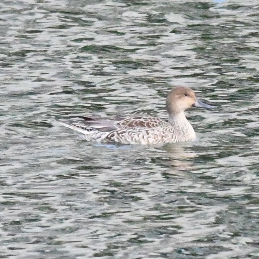 オナガガモ - ML646625789