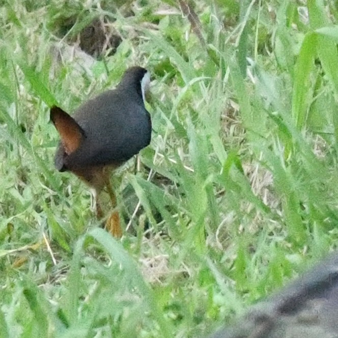 シロハラクイナ - ML646625791