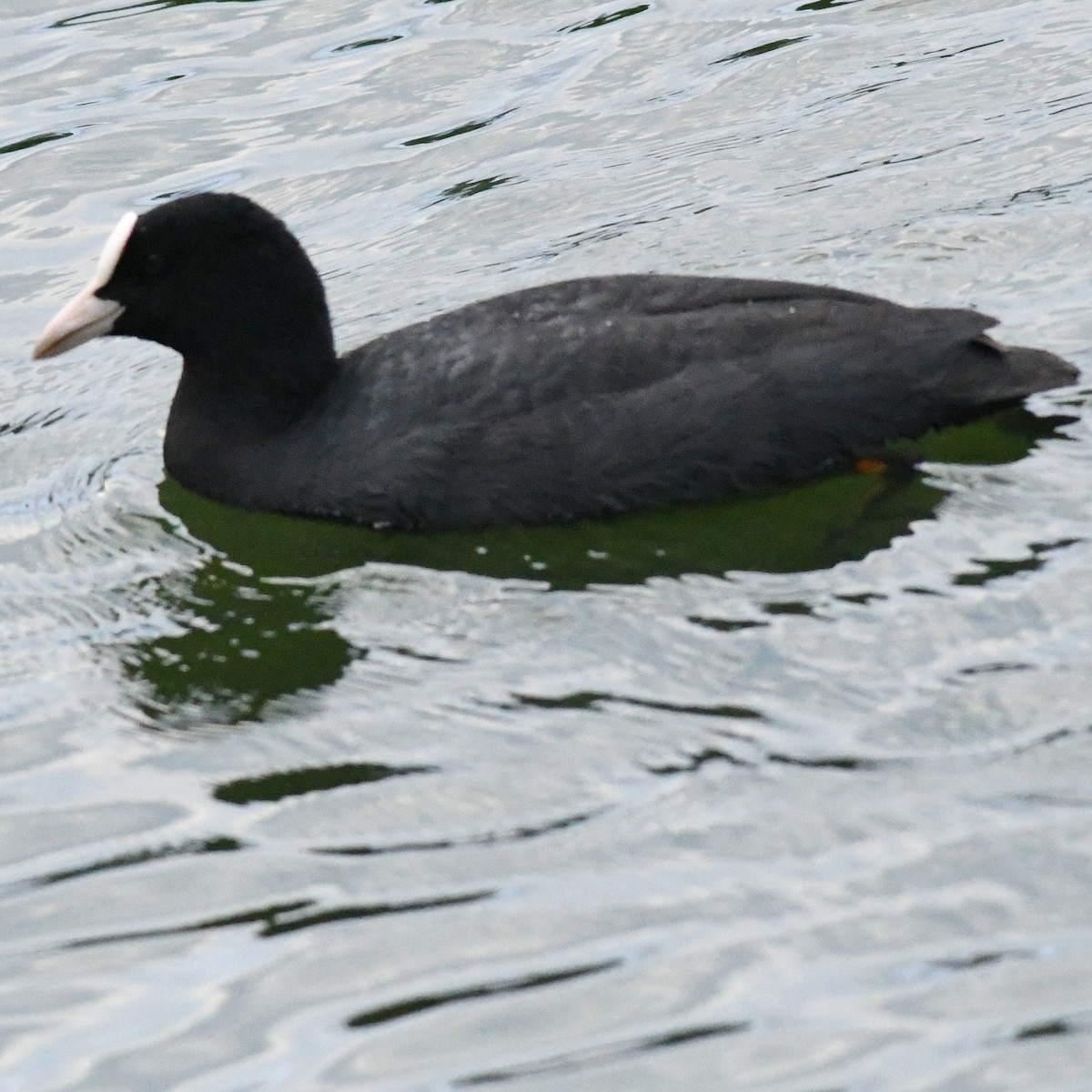 オオバン - ML646625792