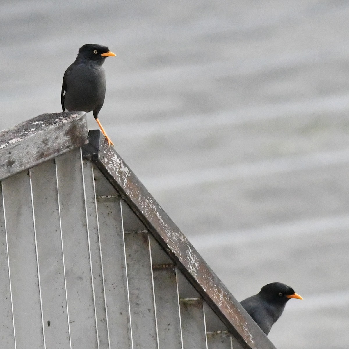 ジャワハッカ - ML646625793