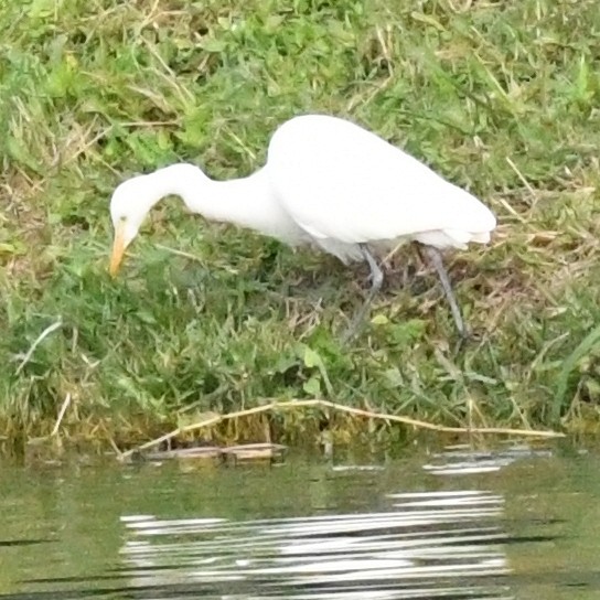 チュウサギ - ML646625794