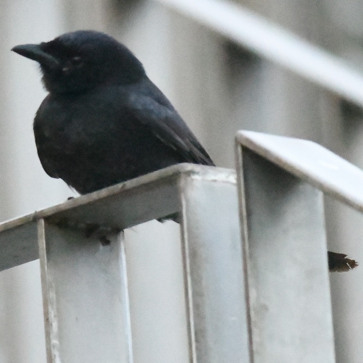 オウチュウ - ML646625795