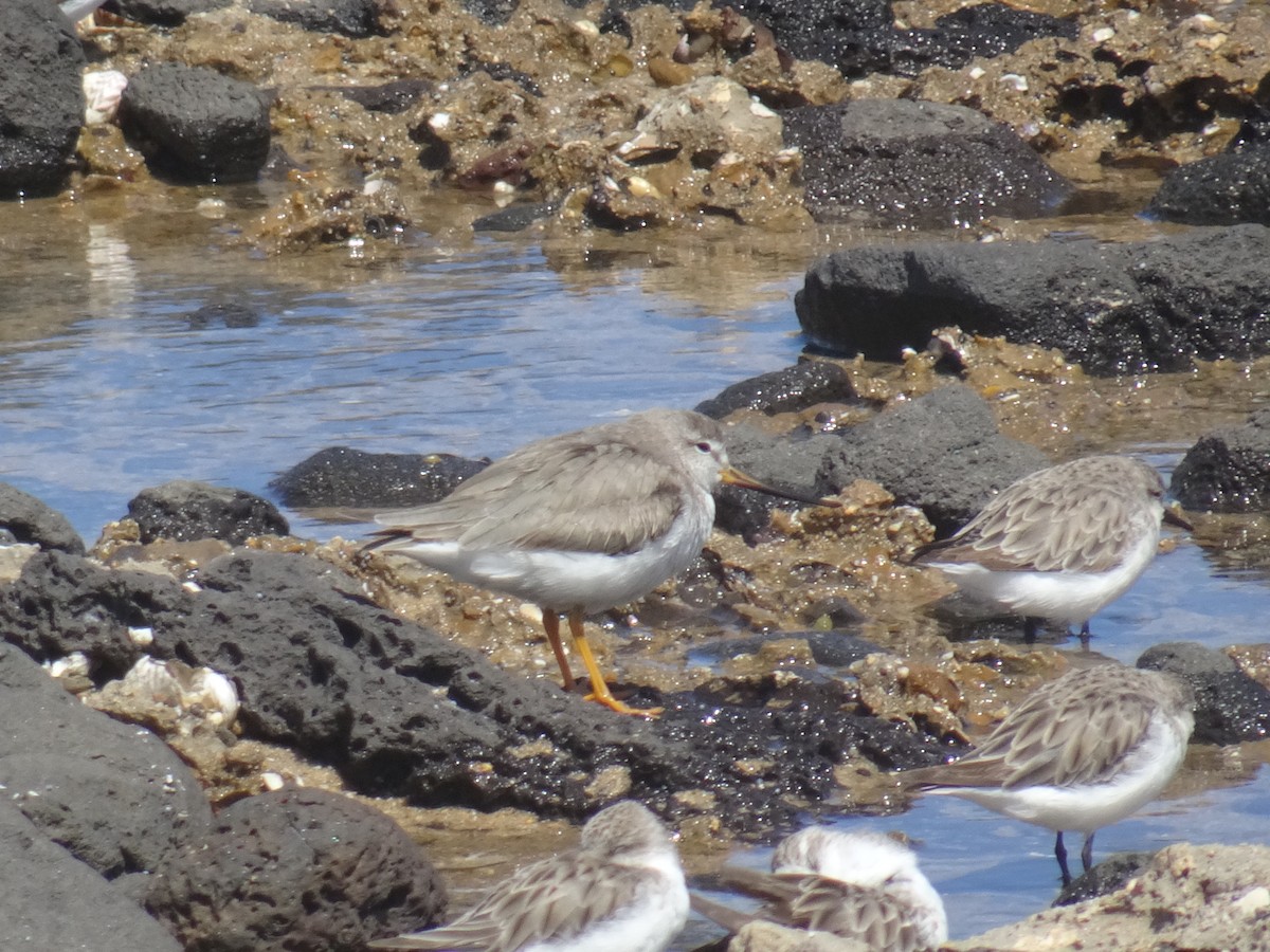 Мородунка - ML646625797