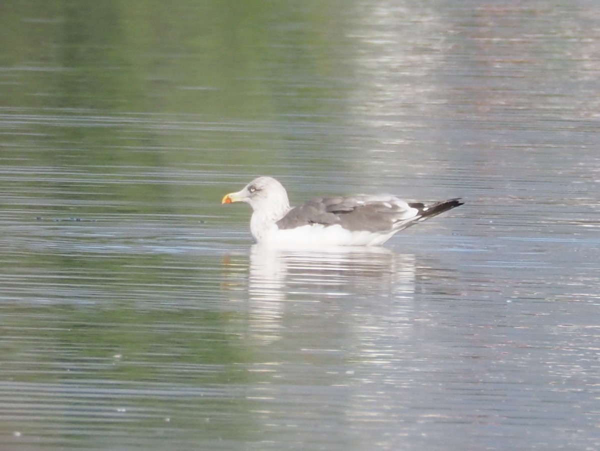 Lesser Black-backed Gull - ML646625800
