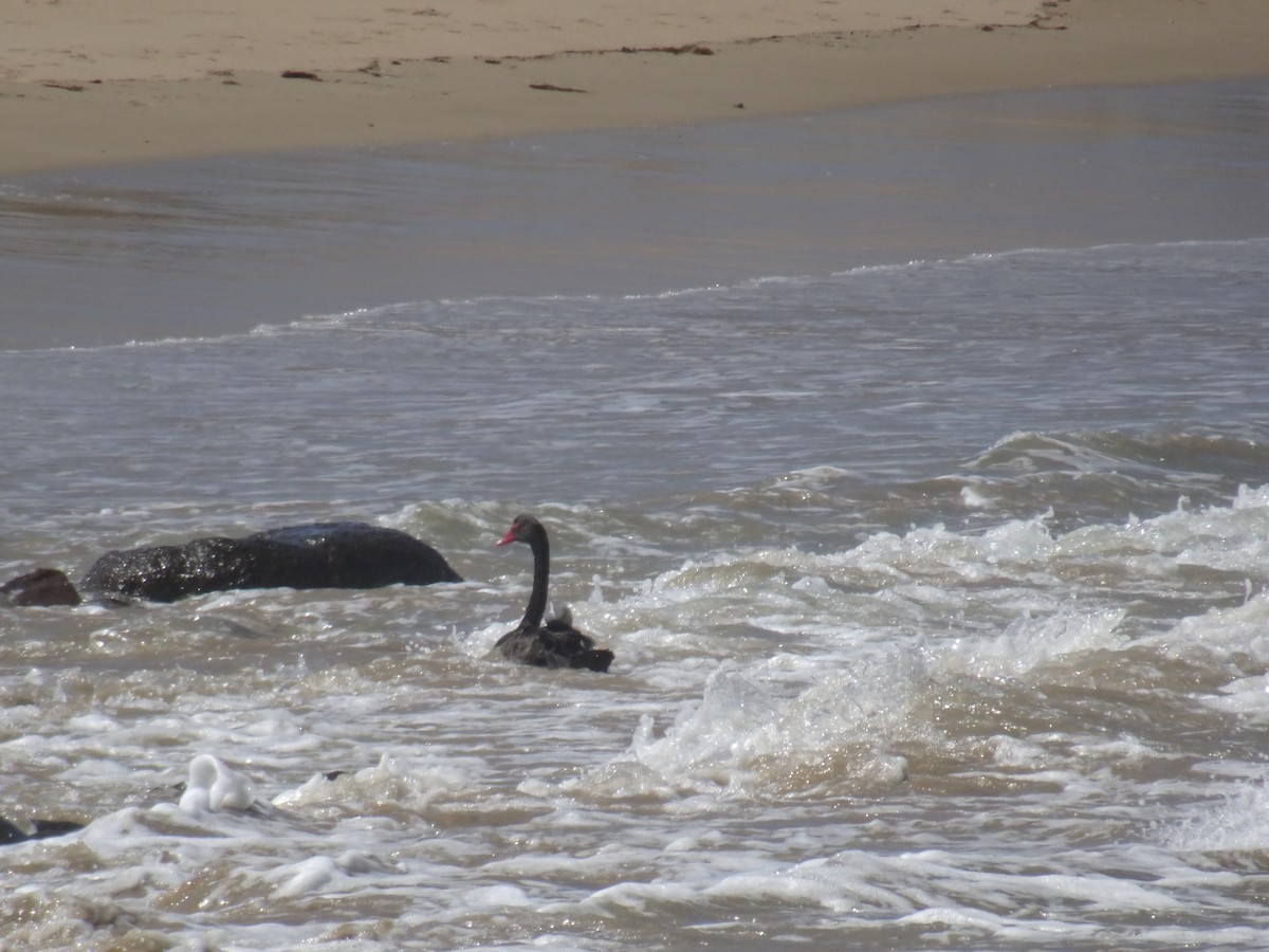 コクチョウ - ML646625801