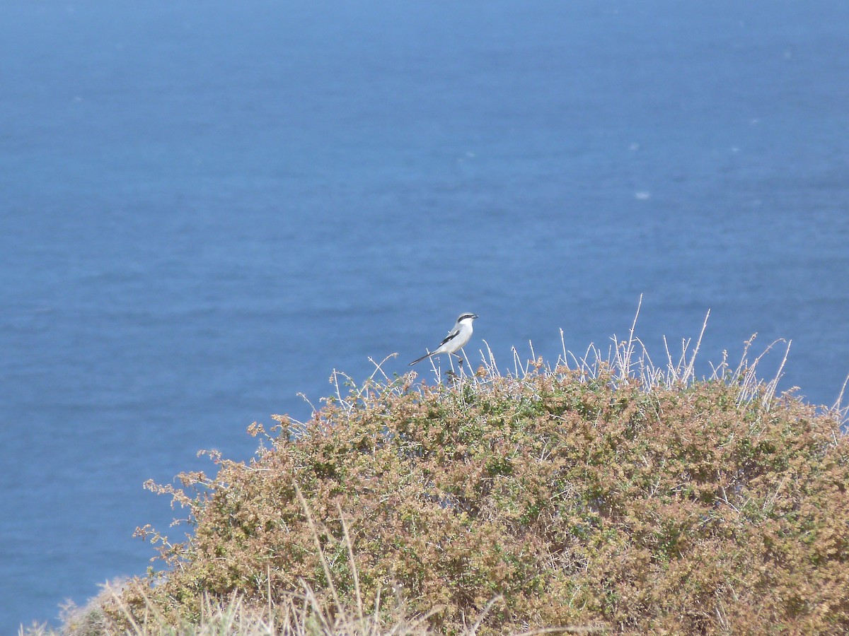 ヨーロッパオオモズ - ML646625802