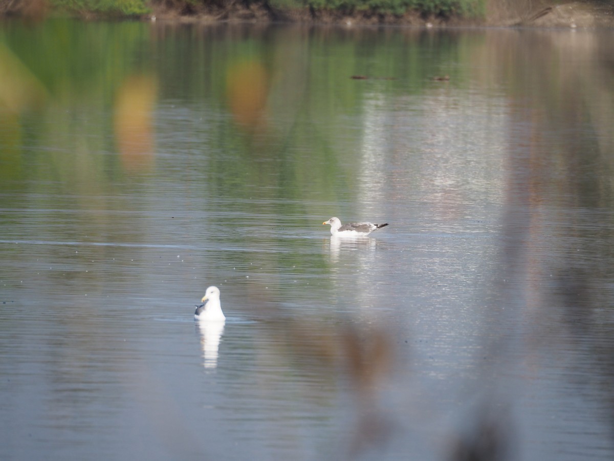 Lesser Black-backed Gull - ML646625803
