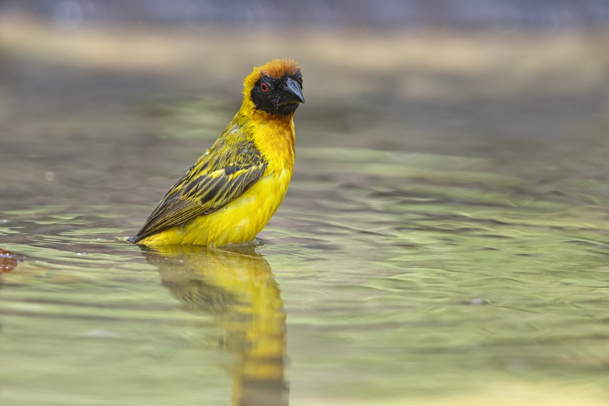 Vitelline Masked-Weaver - ML646625804