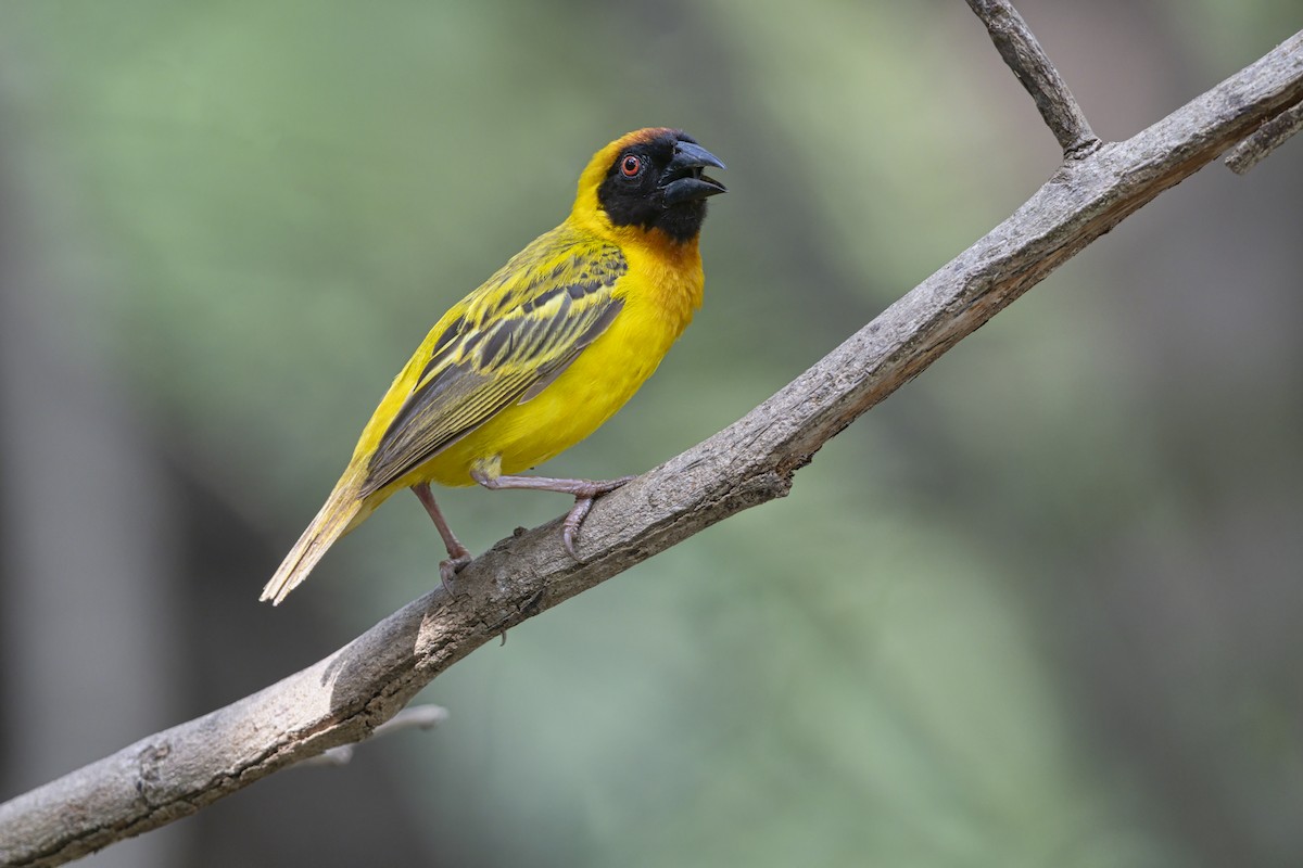 Vitelline Masked-Weaver - ML646625805