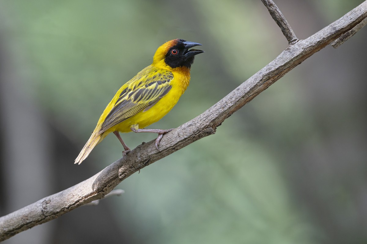Vitelline Masked-Weaver - ML646625806