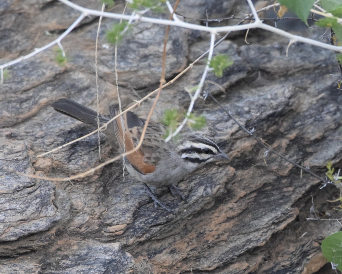 ケープホオジロ - ML646625807