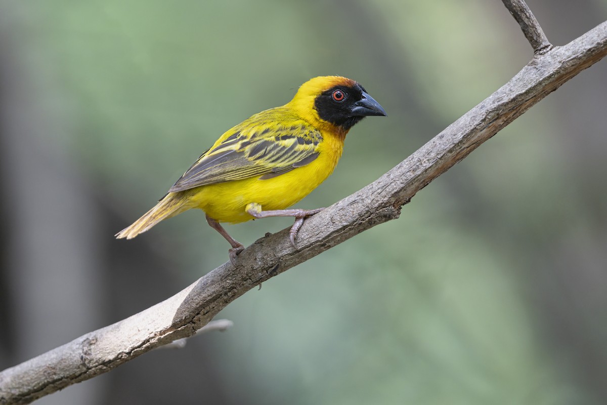 Vitelline Masked-Weaver - ML646625808