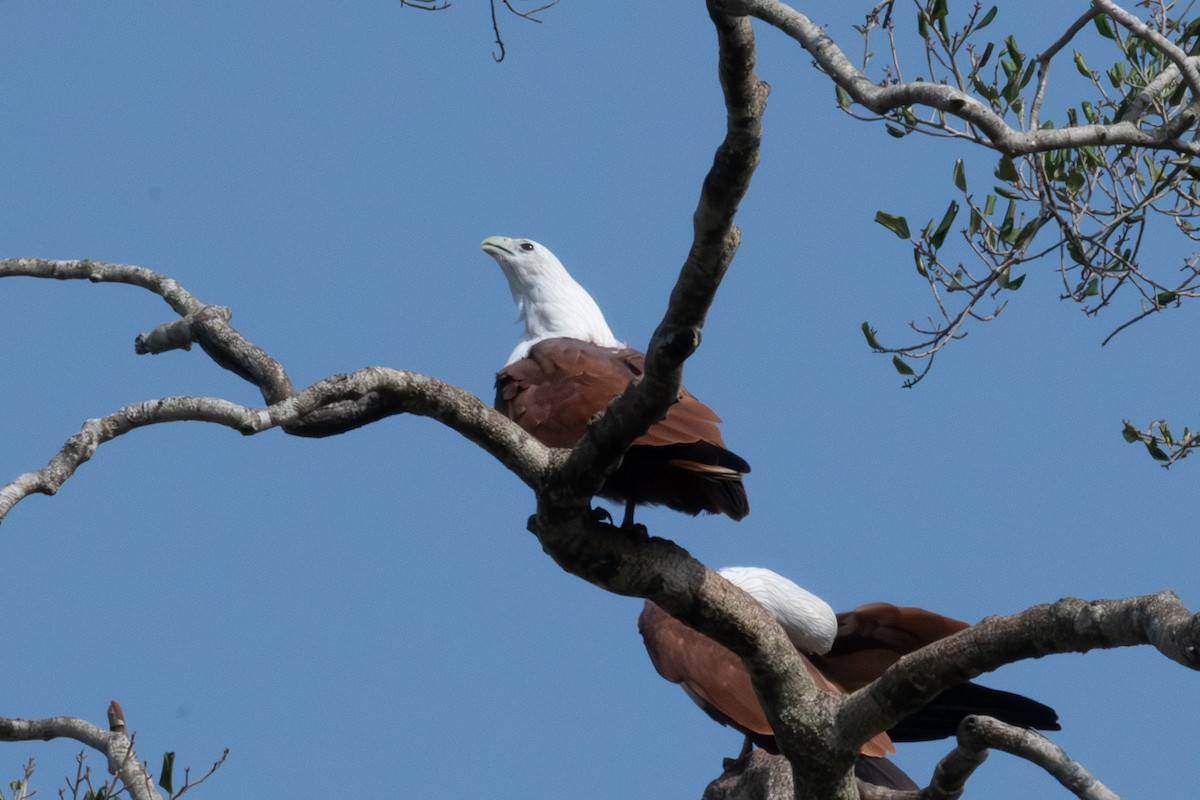 Brahmanenmilan - ML646625810