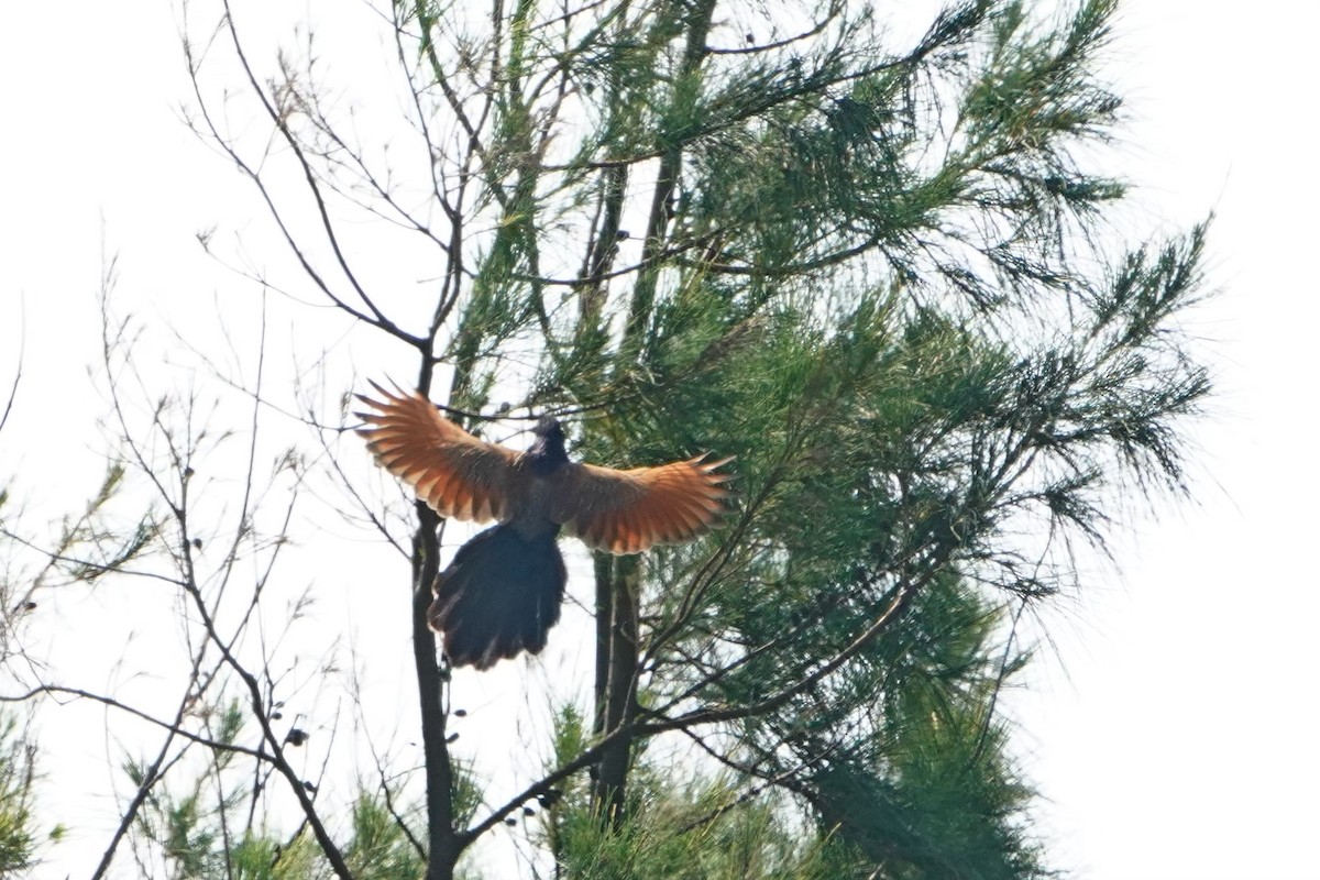 Бенгальский кукаль - ML646625811