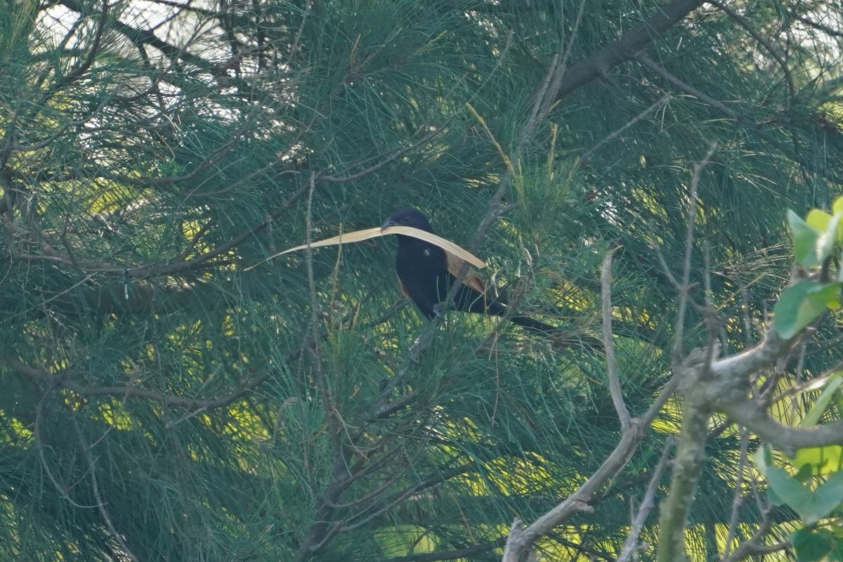 Бенгальский кукаль - ML646625812