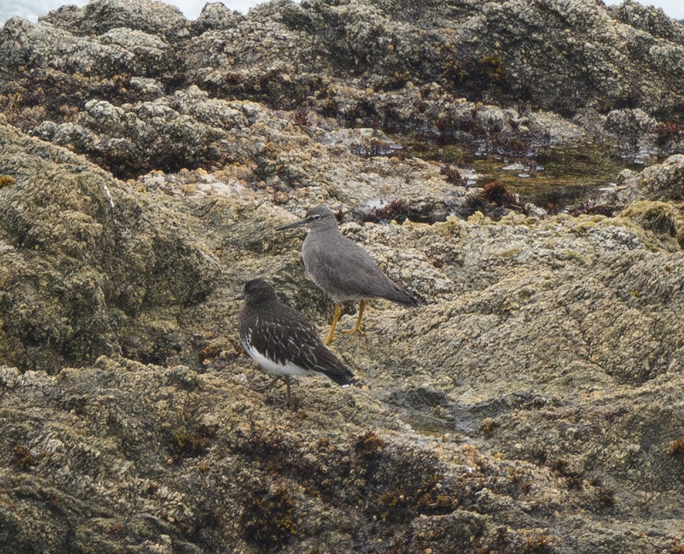 Wandering Tattler - ML646625813