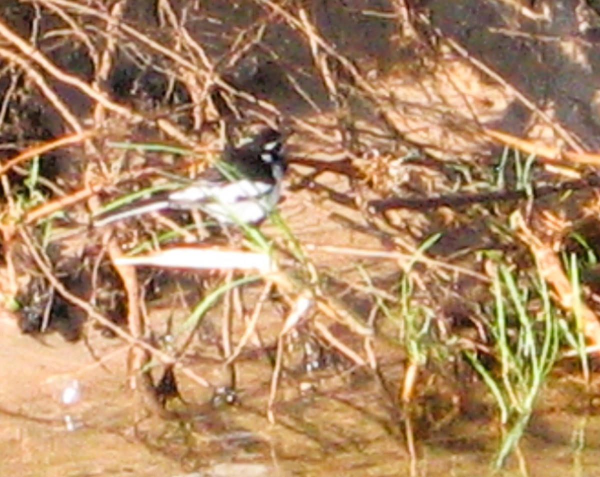 ハジロハクセキレイ - ML646625814