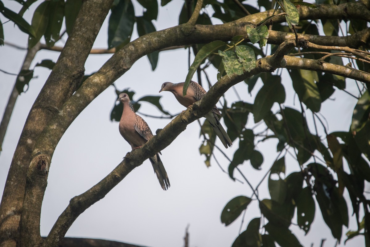 カノコバト - ML646625815