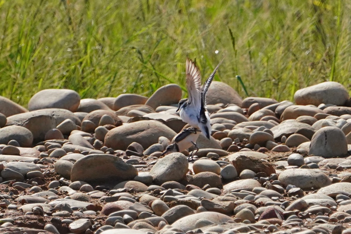 Морской зуёк - ML646625816