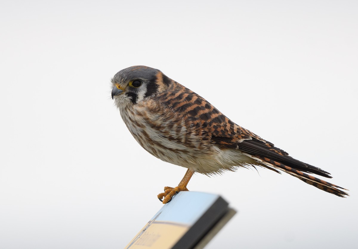 American Kestrel - ML646625817