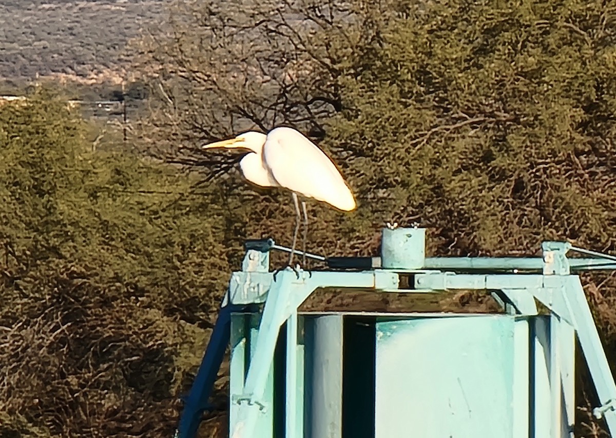 Great Egret - ML646625819