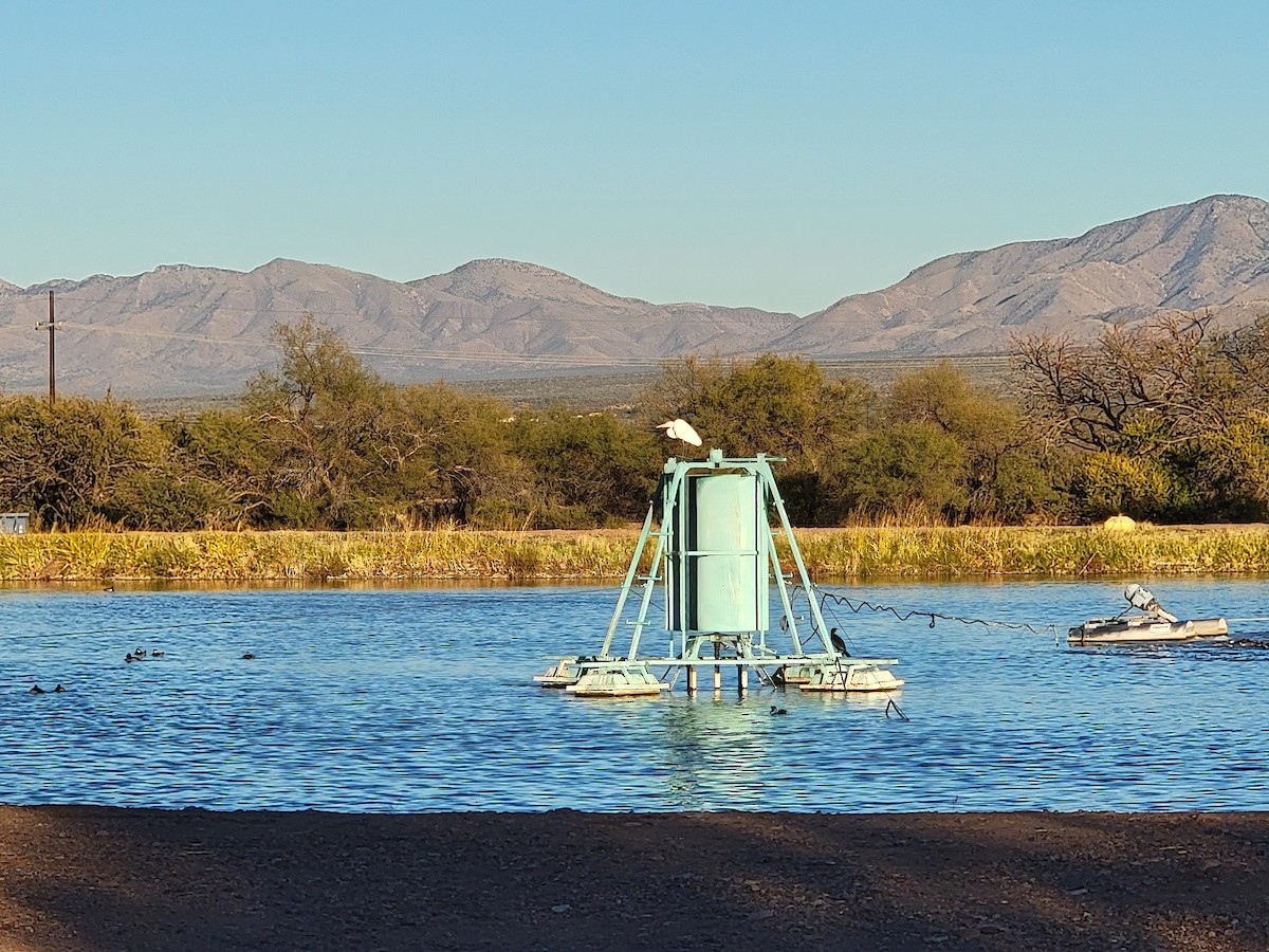 Great Egret - ML646625820