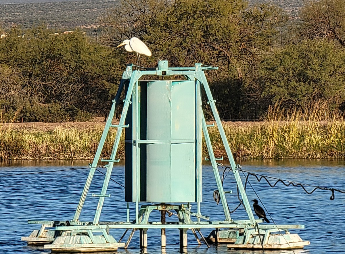 Great Egret - ML646625821