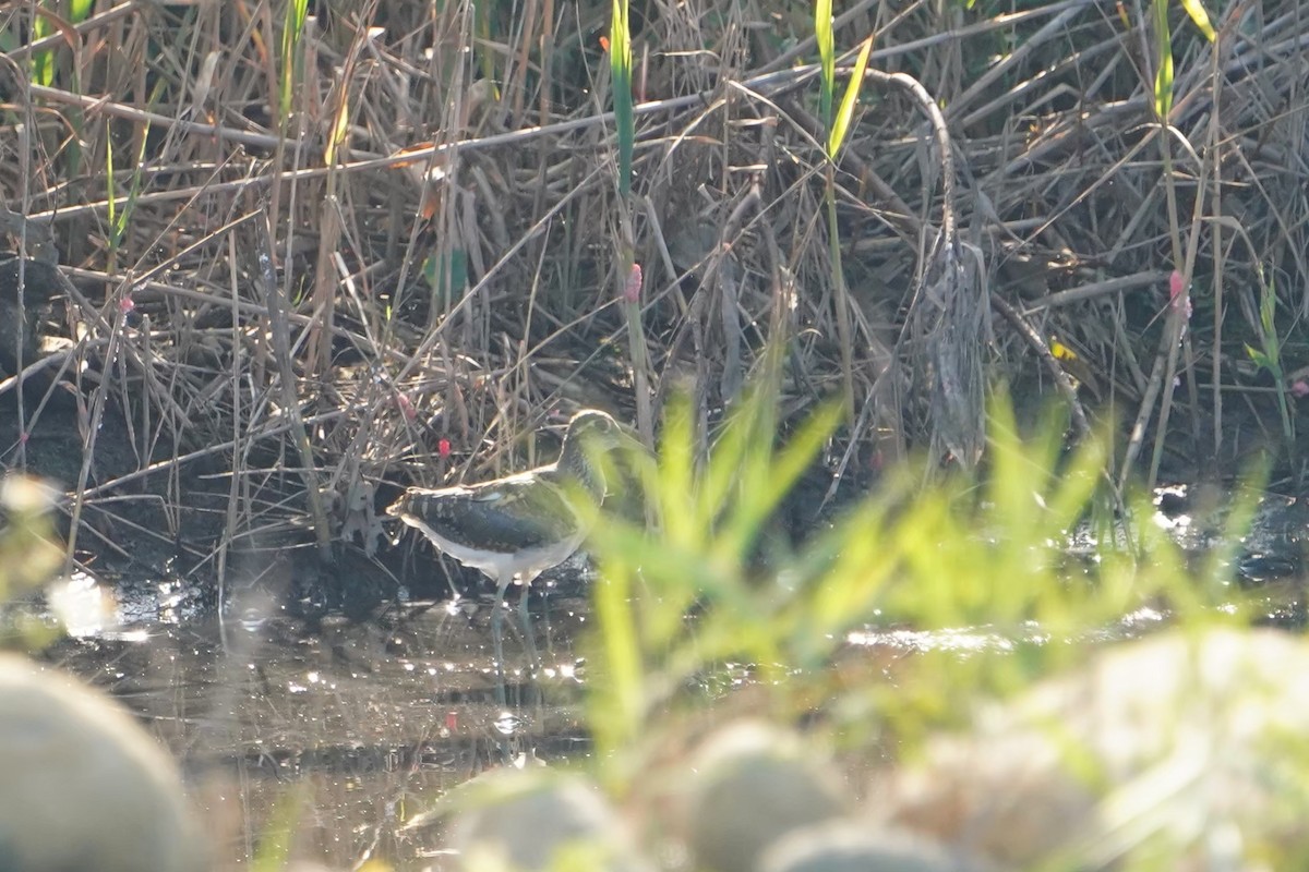 Цветной бекас - ML646625823