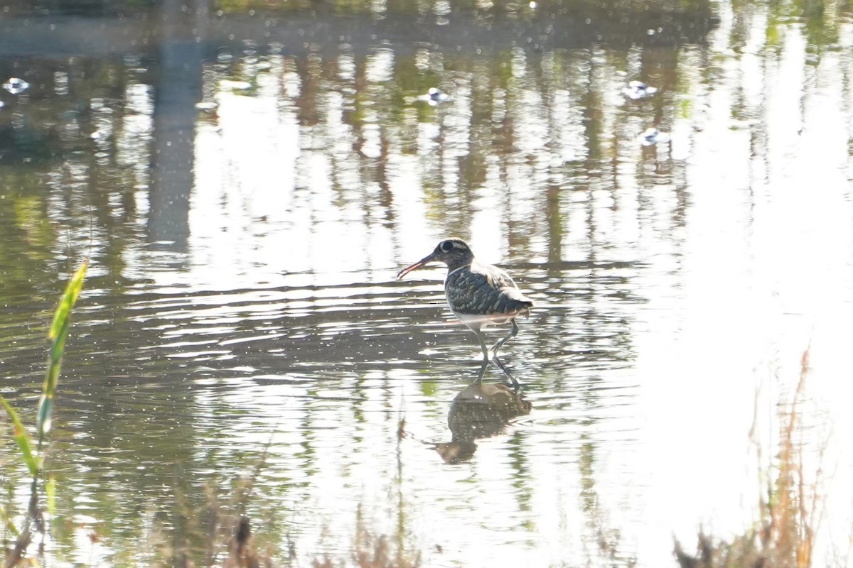 Цветной бекас - ML646625824