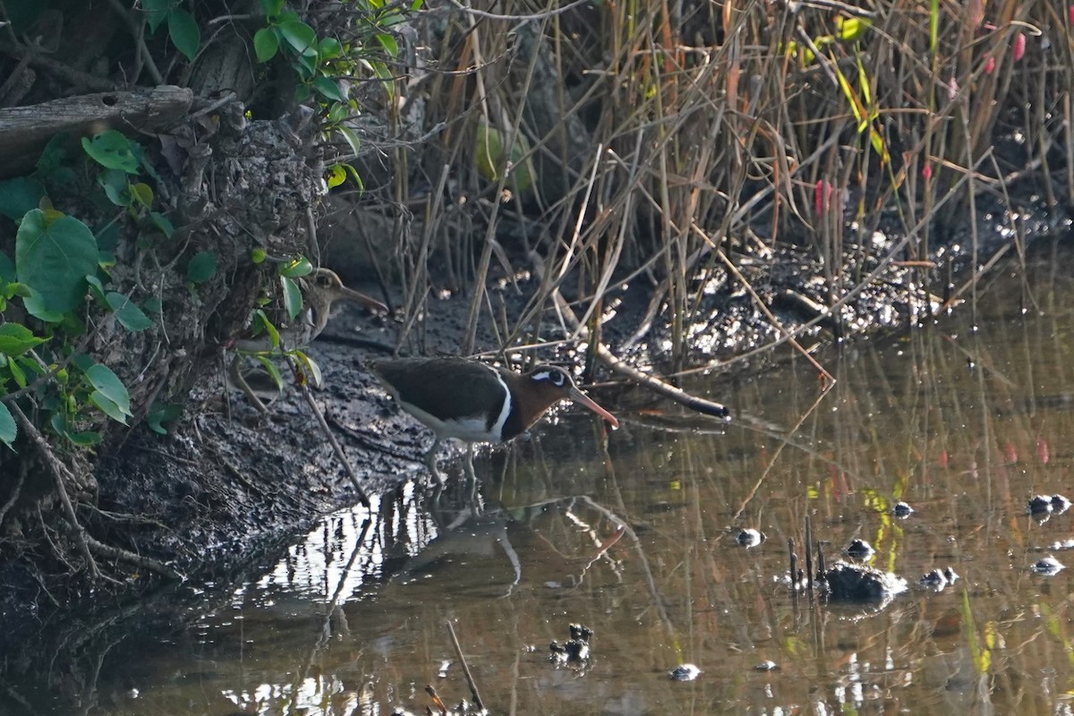 Цветной бекас - ML646625825