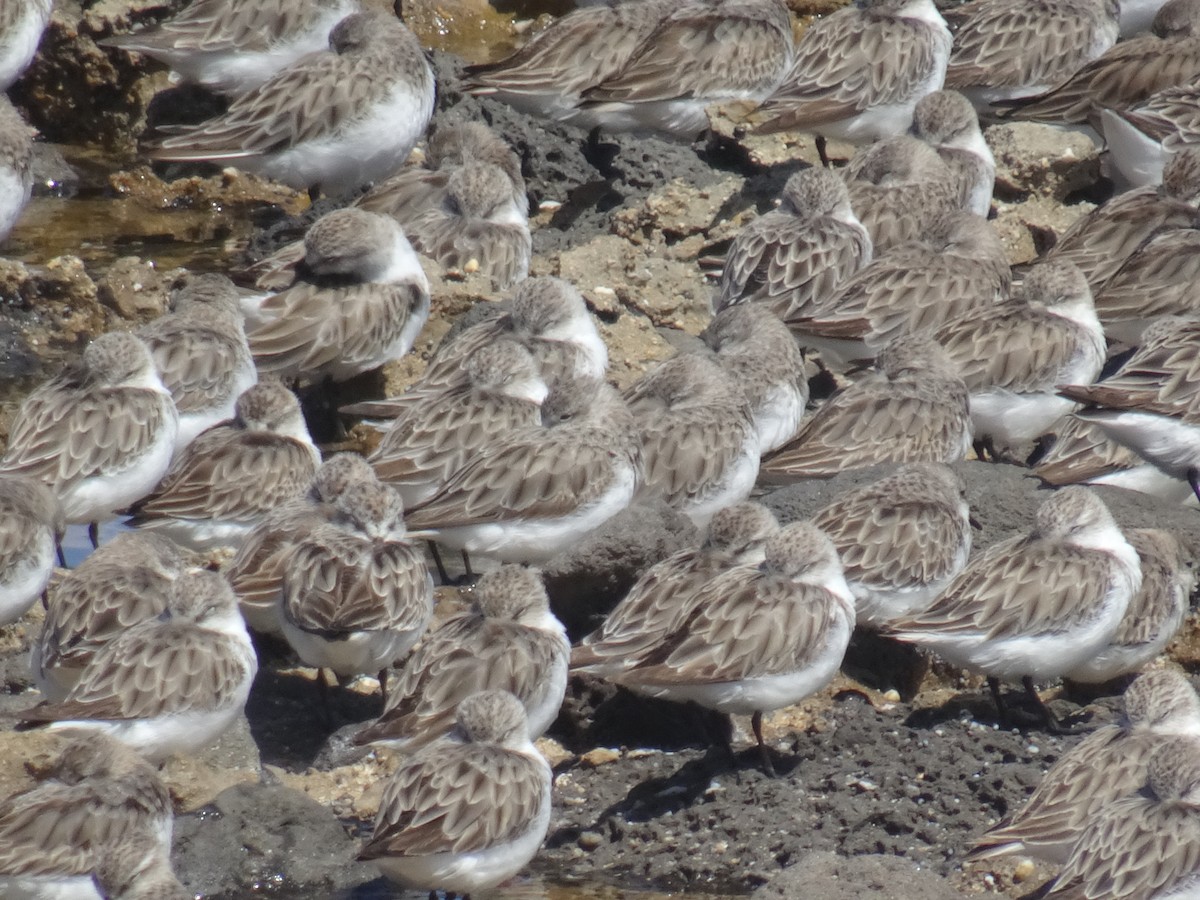 Red-necked Stint - ML646625826