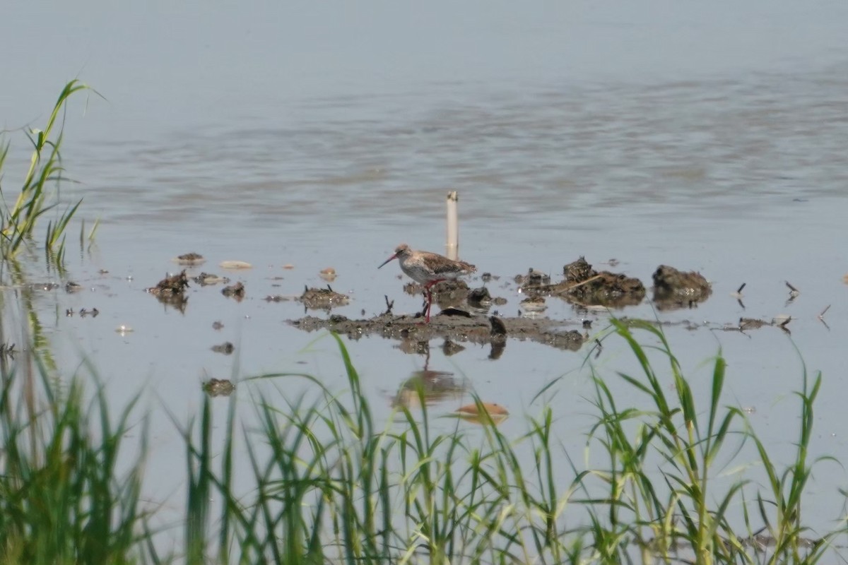 Травник - ML646625827