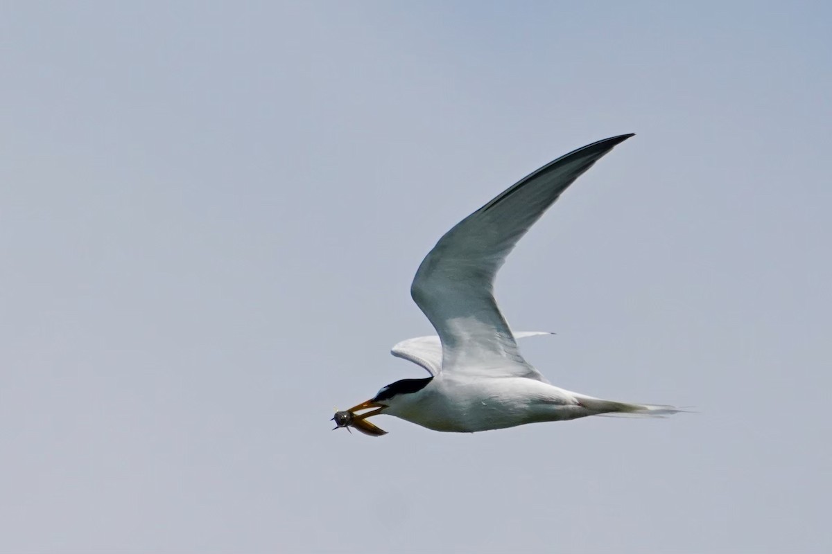 Малая крачка - ML646625828