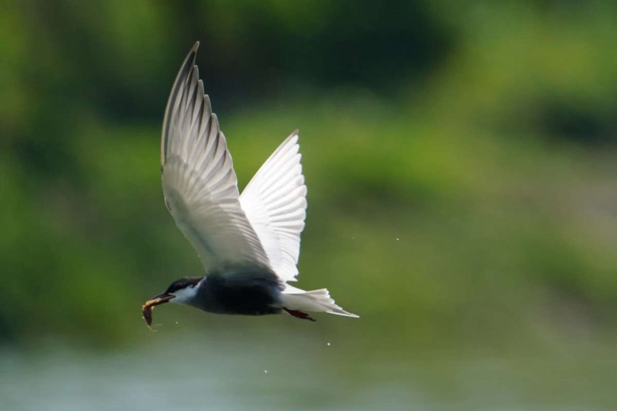 Белощёкая крачка - ML646625829