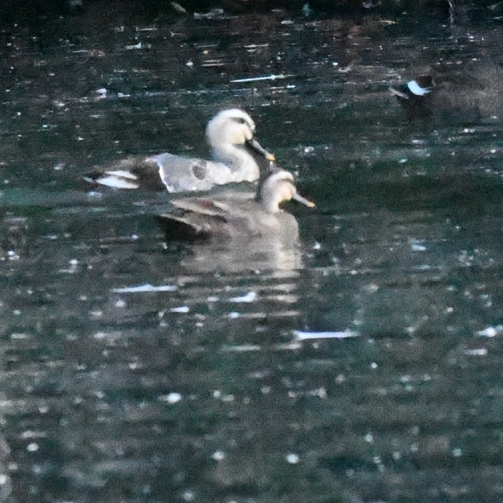 Eastern Spot-billed Duck - ML646625830