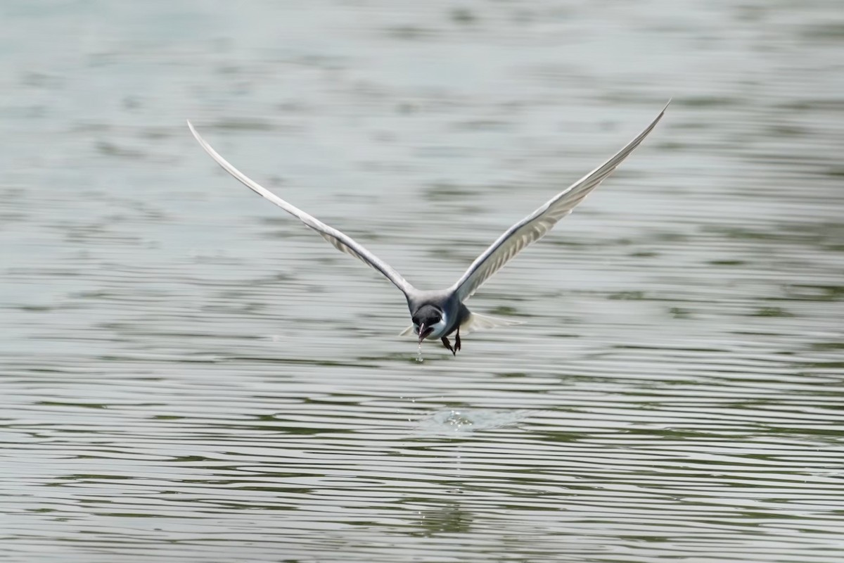 Белощёкая крачка - ML646625831