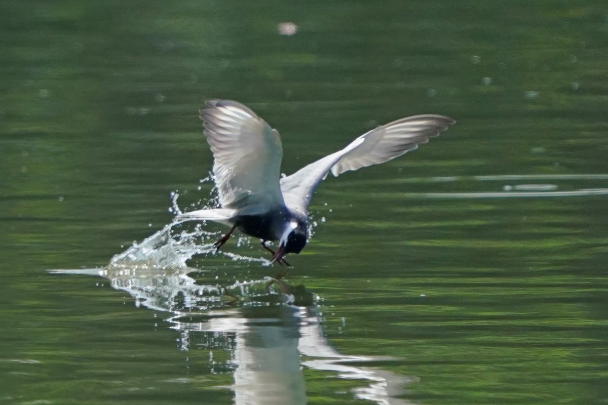 Белощёкая крачка - ML646625832