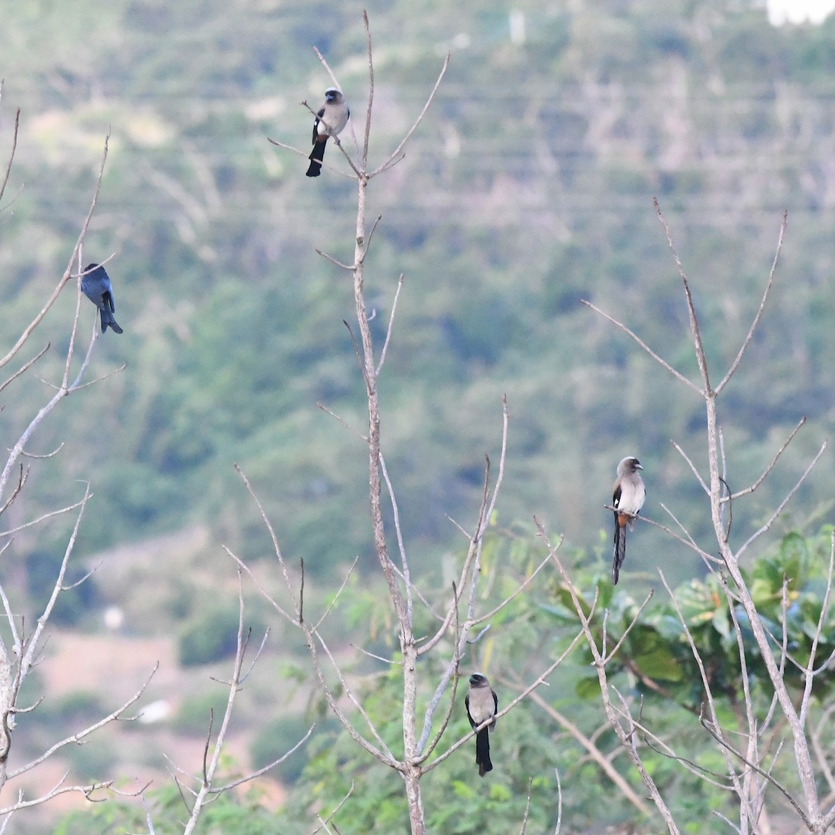 Gray Treepie - ML646625833