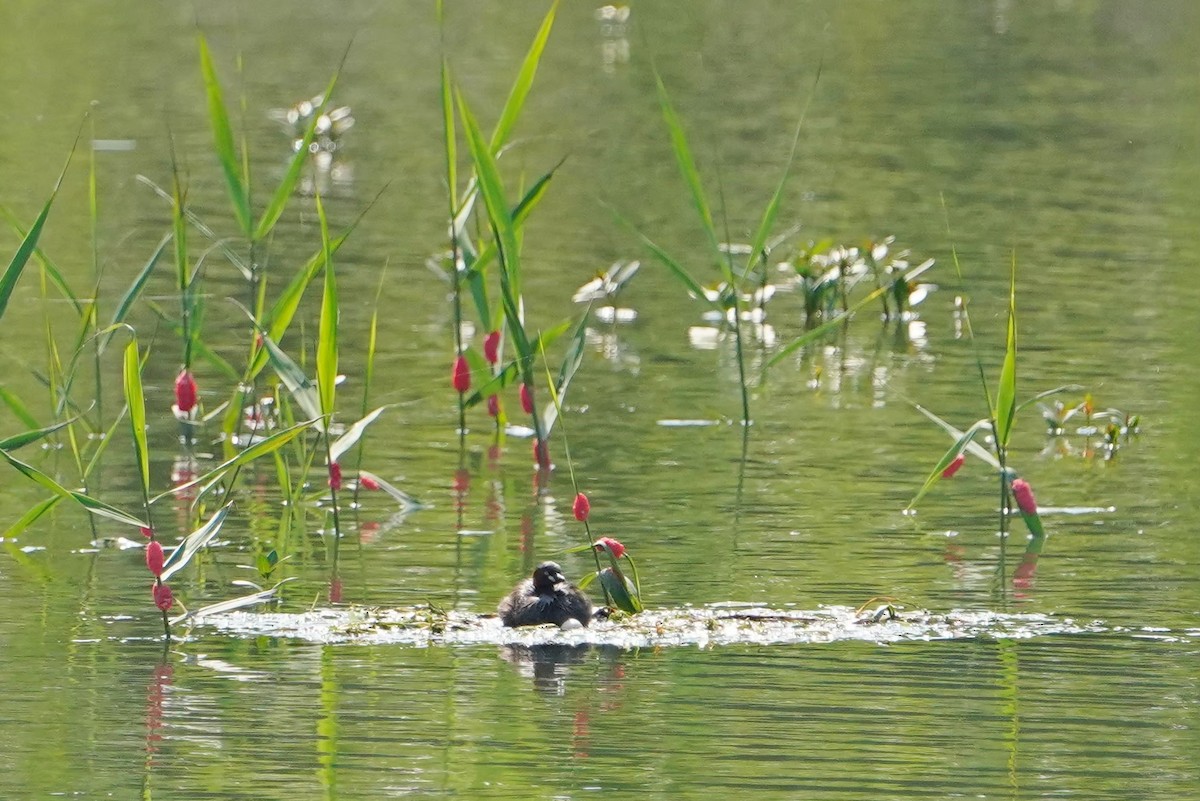 Малая поганка - ML646625834