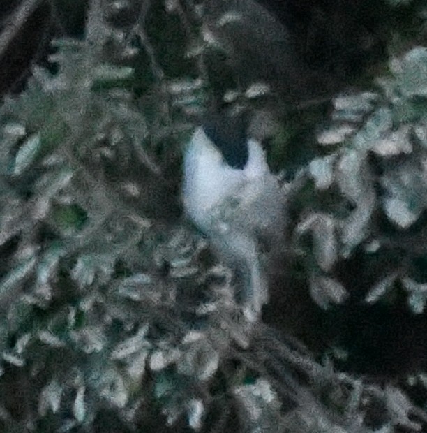 Black-crowned Night Heron - ML646625835