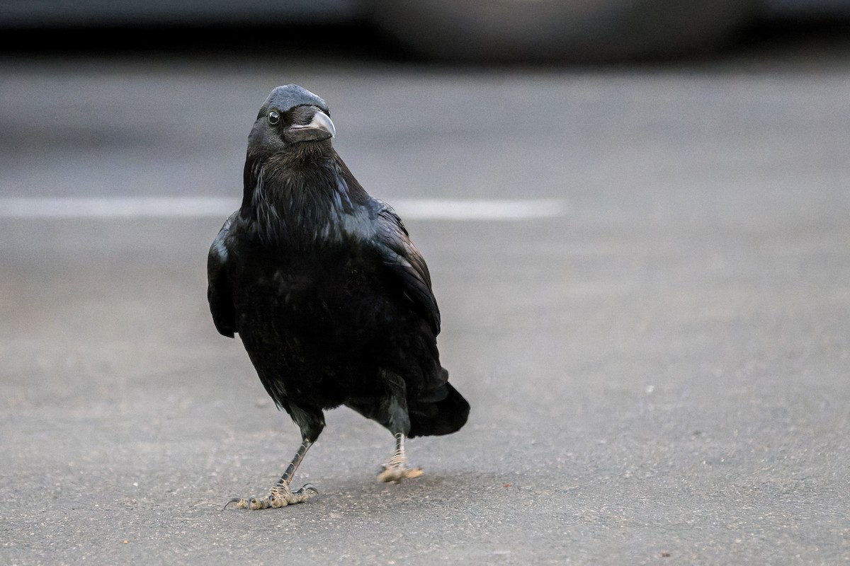 Common Raven - ML646625836